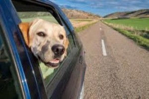 ¿Cómo conducir con tu mascota en el automóvil?