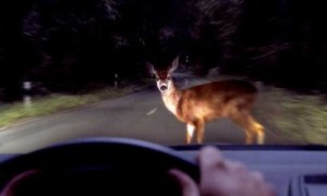 Animales en carretera: frena sin desviarte