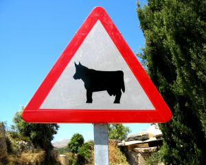 Los animales sueltos y los accidentes