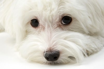No abandones a tu perro, El Abandono Causa Accidentes